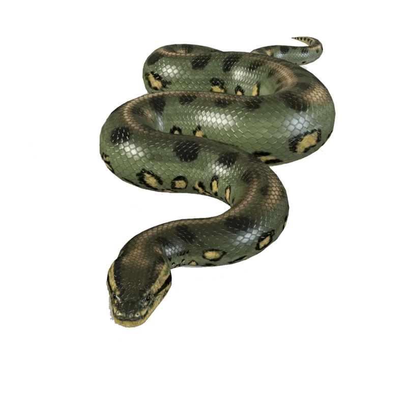 anaconda stretched out, full-body view, elongated shape png